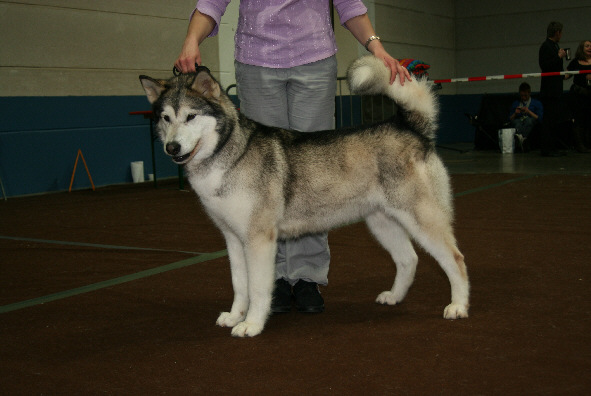 CH. Bright Northern star's Vintuka