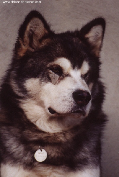 CH. Cold Valley's Silent wolf