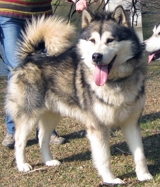 CH. Bright Northern star's Amarok